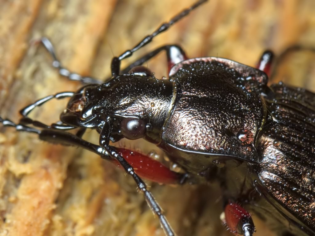 granulatus Linne, 1758